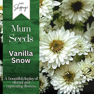 Vanilla Snow Mum Chrysanthemum Seeds 200+ Seeds Mum Flower Flower Seeds Annual • $5.25