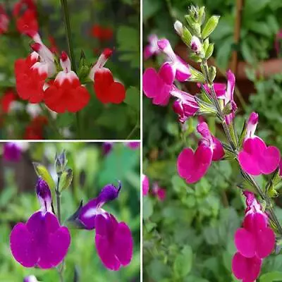 3x Salvia Perennial Lips Collection Hot Cherry & Amethyst Plug Plants Two-tone • £9.99