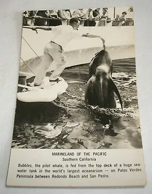 Vintage Photo Postcard Marineland Of The Pacific Southern California RPPC • $7.95