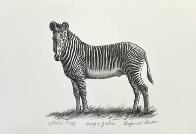 Maynard Reece - Grey's Zebra - Lithograph - RARE Signed Artist Proof - MINT • $180