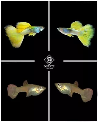 1 Pair   ⭐️ Yellow Pingu -Live Aquarium Guppy Fish High Quality A+++ • $25