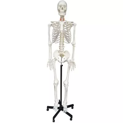 Life Size Human Skeleton Model Medical Anatomical Skeleton Anatomy Teach US • $241.20