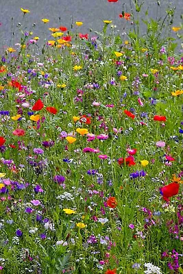 Wildflower Seeds Mix Bee Scented Meadow Flower  Genuine UK Flower NO GRASS SANAD • £3.33