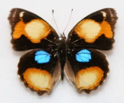 Butterfly X1 Male Junonia Hierta Cebrene (Ghana) • $4.42