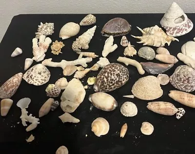 Random Seashells And Broken Coral Pieces Crafts/Decorations 3 Lbs • $9