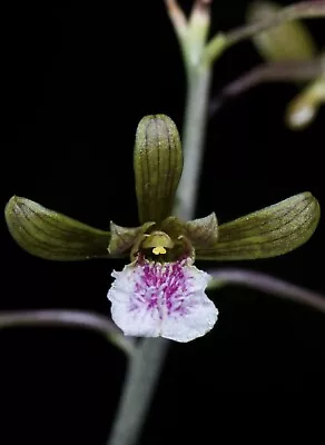 Eulophia Graminea Mini Orchid Chinese Crown Ground Orchid • $12.99