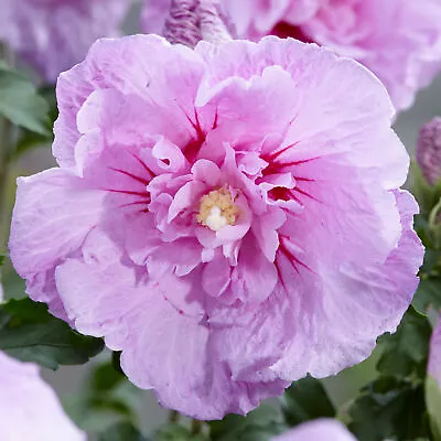 Hibiscus Syriacus Lavender Chiffon | Flowering Garden Shrub | 20-30cm (incl Pot) • £9.99