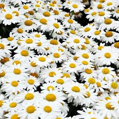 Alaska Shasta Daisy Seeds | Non-GMO | Heirloom | 2nd Year Maturity Perennial • $160