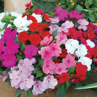 50 Impatiens Walleriana Seeds - Busy Lizzie Dwarf Mix - 50 Seeds • £3.99