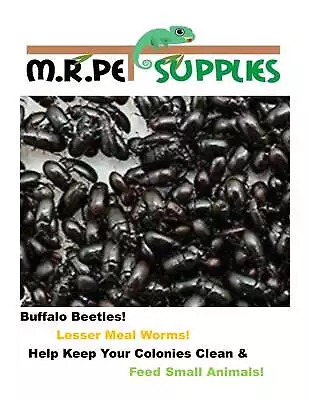 Cleaner Crew - Buffalo Beetle - Lesser Mealworm • $11