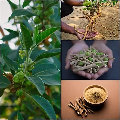 ASHWAGANDHA VEDIC 15+ Seeds INDIAN GINSENG Herb Garden ENERGY TONIC ADAPTOGEN  • $4.99