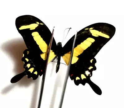 Papilio Torquatus Ssp Tolus North Mexico Seldom Offered • $1