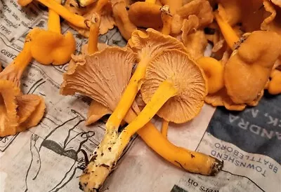 Funnel Chanterelle Yellow FT Mushroom Spores In Sawdust Bag Garden Grow Kit 5gal • $6.95