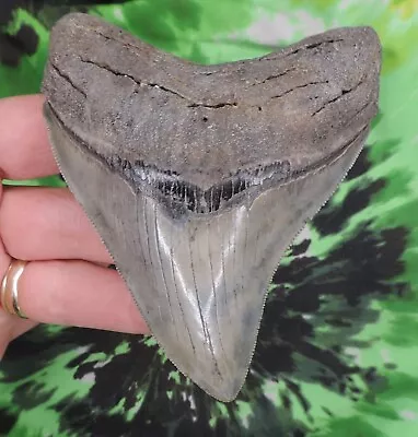 Megalodon Sharks Tooth 4 3/16  Inch BEAUTY! NO RESTORATIONS Fossil Sharks Teeth • $89