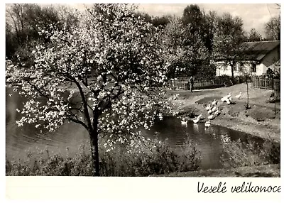 VTG Postcard Czechoslovakia Happy Easter  Landscape Flowering Tree • $3.50