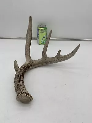 5 Point Big Wild Whitetail Deer Antler Shed Mount Antlers Decor Buck Horns Rack • $27.99