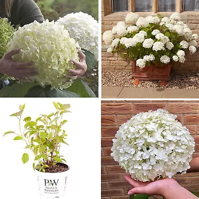 £29.95 • Buy Hydrangea Plant White Incrediball Strong Annabelle Flowering Shrub Garden 3L Pot