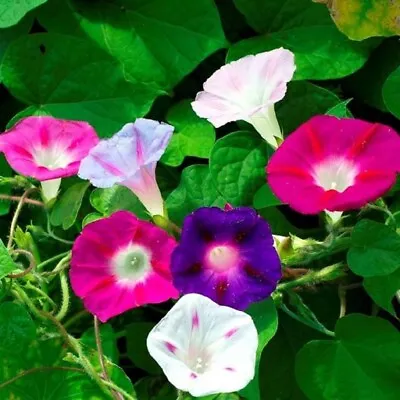 Morning Glory Mixed Flower Seeds | Non-GMO | Heirloom | Fresh Garden Seeds • $160