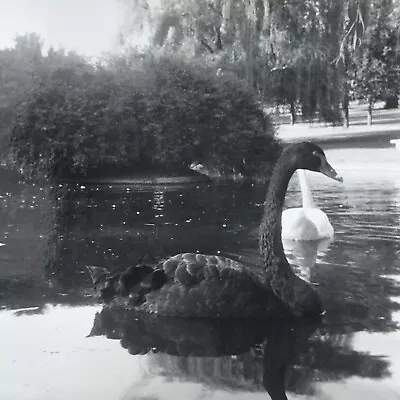 Vintage Black And White Photo Swan Bird Floating In Pond Water Park Snapshot • $10.04