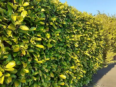 100 Cherry Laurel Hedging 12inches To 18inches Plants Bare Root  • £99