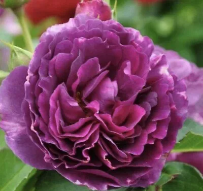 Purple Hybrid Tea Bush Rose Plant -Strong Fragrant Purple/Deep Lilac In 3 Litre • £21.99
