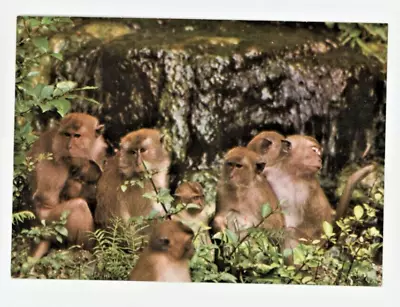 Vintage Animal  Postcard  PRIMATES FAMILY GROUP AT MONKEY JUNGLE  UNPOSTED • $3