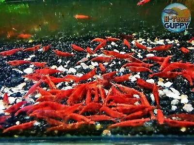 20 +2  Fire Red  Cherry - Freshwater Neocaridina Aquarium Shrimp. Live Guarantee • $51.95