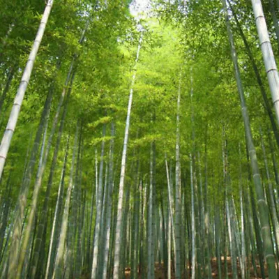 100 Moso Bamboo Seeds Phyllostachys Pubescens Growing Planting Creen Decor • $3.99