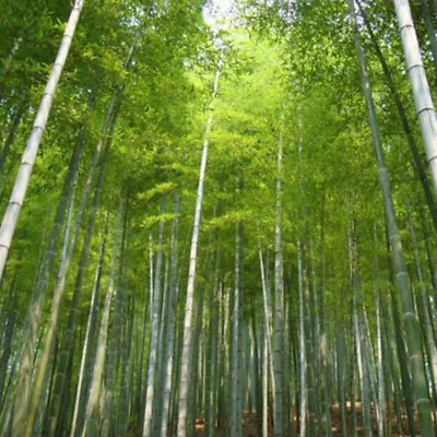 Giant Fresh Moso Bamboo Seeds | Home Garden | 100Pcs Seeds New 2022 • $4.98