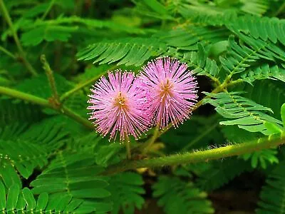 Mimosa Pudica 'the Sensitive Plant' Touch-me-not (25 Seeds) • £7.19