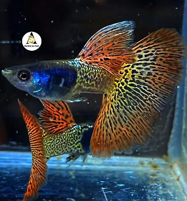 $14.95 • Buy 1 Male - Metal Red Lace - Live Aquarium Guppy Fish Grade A+