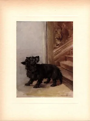 Antique Scottish Terrier Print C1910 Maud Earl Scottish Terrier Wall Art 5014g • $34.20