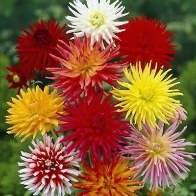 25 Dahlia Cactus Flowered Mix Seeds - Perennial - 25 Seeds • £3.99