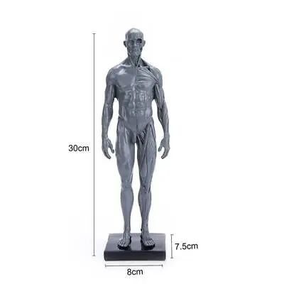 30cm Human Skeleton Anatomical Model Male Anatomy Skull Muscle Bone US Stock • $33.24