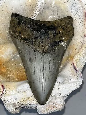 Megalodon Shark Tooth  100% Authentic 4.02  • $20.50