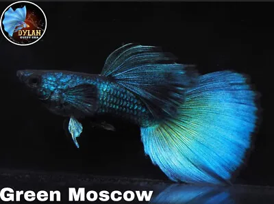 $34.95 • Buy 1 Trio - GREEN MOSCOW - High Quality - Live Guppy Fish High Quality - USA SELLER