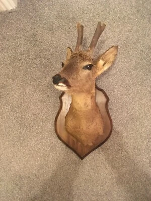£219.71 • Buy Very Good Taxidermy Deer Head Mounted On A Plaque