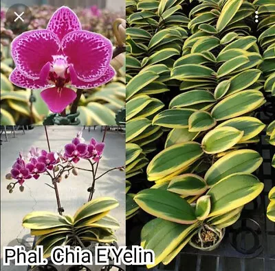 $35 • Buy FPOrchids Phalaenopsis Chia E Yenlin - Variegated - Tubestock