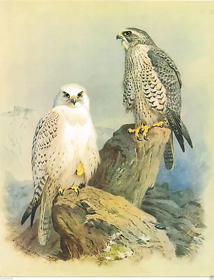 Greenland Falcon & Iceland Falcon Large Bird Print By A Thorburn CITB#36 • £6.49