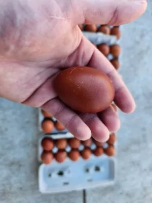 12 + Black Copper Maran Eggs Quality Birds Pure Bred Fertilized Hatching Eggs • $60
