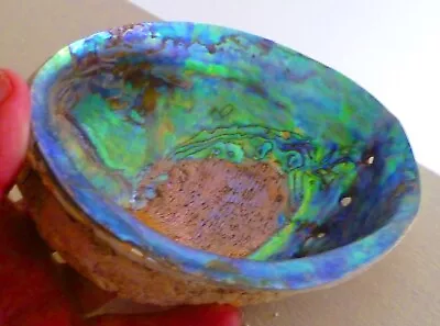 6 + Natural Paua Abalone Sea Shell One Side Polished Natural Beach Craft Decor • $17.24