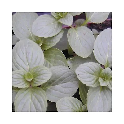 6 Mint After Eight Herb Plug Plants Grow Your Own Herb Garden. Herb Plants • £12.99