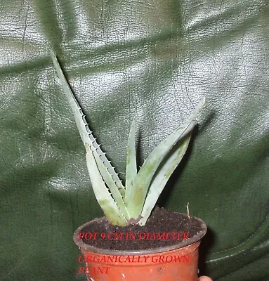 ALOE VERA PLANT Aloe Barbadensis Miller House Plant FULLY ESTABLISHED 9 CM POT • £12.99