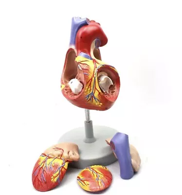 2:1 Enlarge Human Heart Model 4 Parts Medical Anatomy Model #D • $92