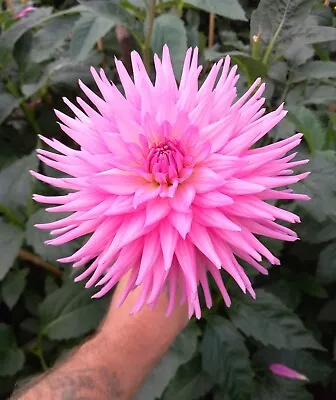 3 X Clearview Whitney. Dahlia Mini Plants/rooted Cuttings. MSC. Not Tuber. • £4.20