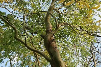 Salix Erythroflexuosa | Red Twisted Willow - Outdoor Garden Tree | 5-6ft • £99.71