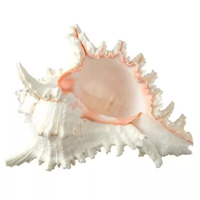 Murex Ramosus Shell | 1 Large Murex Seashell 6-7  • $20.99