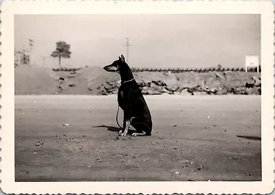 Vintage Photo Stoic Doberman Pinscher Dog Sitting Patiently • $14.95