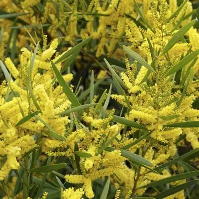 20 Seeds Mimosa Golden Acacia Longifolia • £13.99