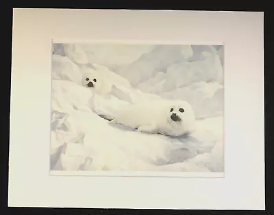 Charles Frace'   PEACE ON ICE  11 X 14 Matted Seal Wildlife Print • $25.99